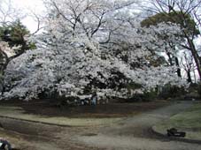 桜咲く小田原に墓参りに行ってきました