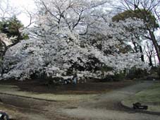 サクラの花びら墓参ツアー報告